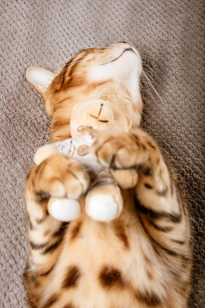Adorable cat hugging his soft toy while lying on a blanket. Bengal cat and teddy bear.