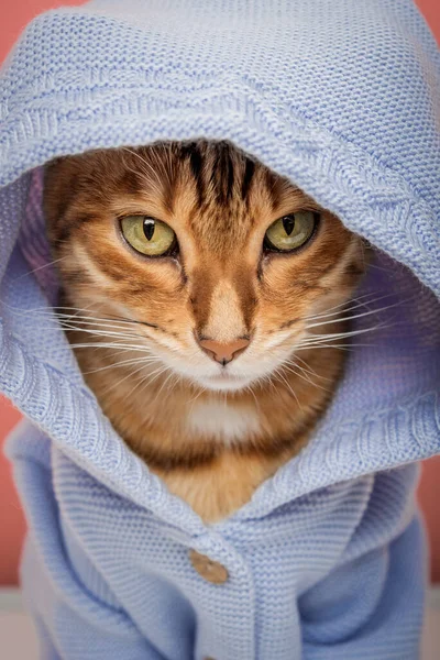 Cool Bengal cat in a knitted blue hoodie on a pink background.