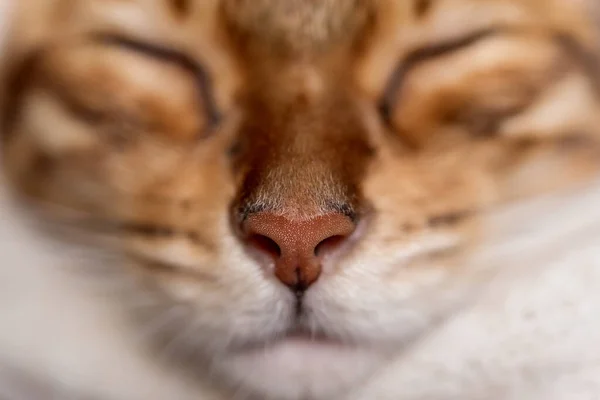 Niedliche Bengalische Katze Schläft Süß Einem Gemütlichen Raum Nahaufnahme — Stockfoto