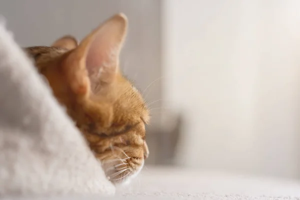 Мила Бенгальська Кішка Солодко Спить Затишній Кімнаті Копіювати Простір — стокове фото