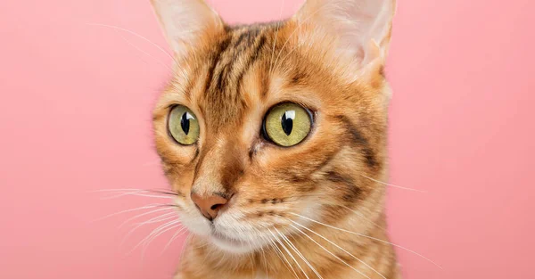 Lustige Bengalische Katze Auf Rosa Hintergrund Porträt Auf Einem Weitwinkelobjektiv — Stockfoto