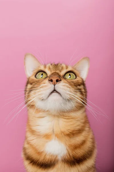 Забавный Бенгальский Кот Розовом Фоне Портрет Широкоугольной Линзе Смешное Выражение — стоковое фото