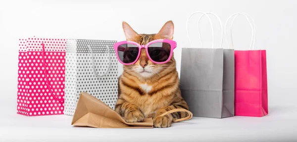 Gato Vermelho Engraçado Óculos Com Sacos Papel Isolados Fundo Branco — Fotografia de Stock