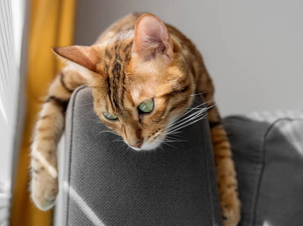 Gato Laranja Está Descansando Sofá Sala Estar Perto Janela — Fotografia de Stock