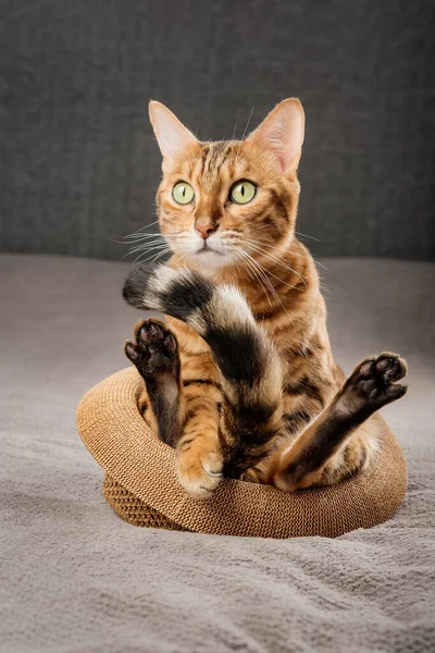 Αστεία Γάτα Της Βεγγάλης Κάθεται Ένα Ψάθινο Καπέλο Πορτρέτο Οικόσιτης — Φωτογραφία Αρχείου