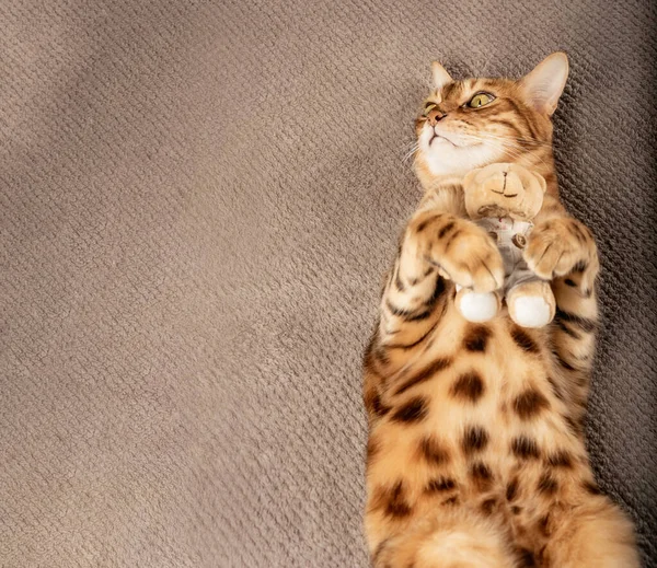 Αξιολάτρευτη Γάτα Αγκαλιάζει Μαλακό Παιχνίδι Του Ενώ Βρίσκεται Μια Κουβέρτα — Φωτογραφία Αρχείου