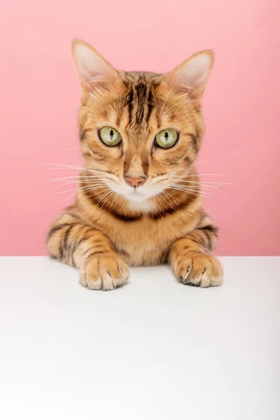 Бенгальская Короткошерстная Кошка Изолирована Цветном Фоне Копирование Пространства — стоковое фото