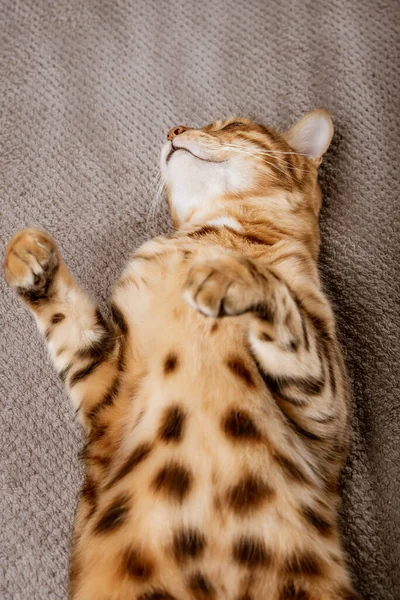 Charming Bengal Cat Sleeps Soundly Blanket Vertical Shot — Stock Photo, Image