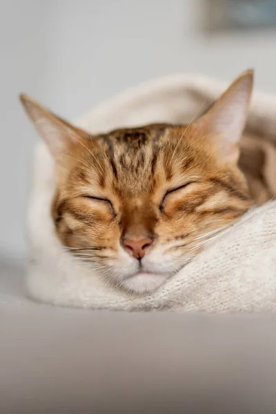 Niedliche Bengalische Katze Schläft Süß Einem Gemütlichen Raum Kopierraum — Stockfoto