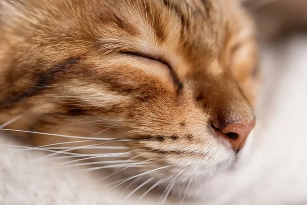 Niedliche Bengalische Katze Schläft Süß Einem Gemütlichen Raum Nahaufnahme — Stockfoto