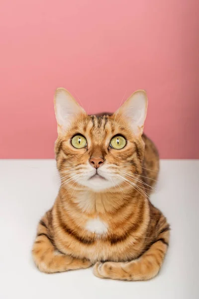 Портрет Бенгальской Кошки Цветном Фоне Вертикальный Выстрел — стоковое фото