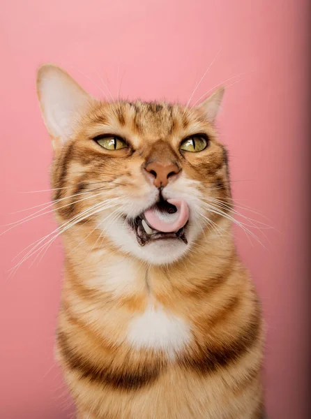 Gato Bengala Engraçado Fundo Rosa Retrato Uma Lente Grande Ângulo — Fotografia de Stock