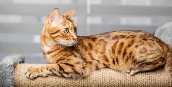 Bengalische Katze Auf Einem Kratzbaum Hintergrund Des Wohnzimmers Möbel Für — Stockfoto