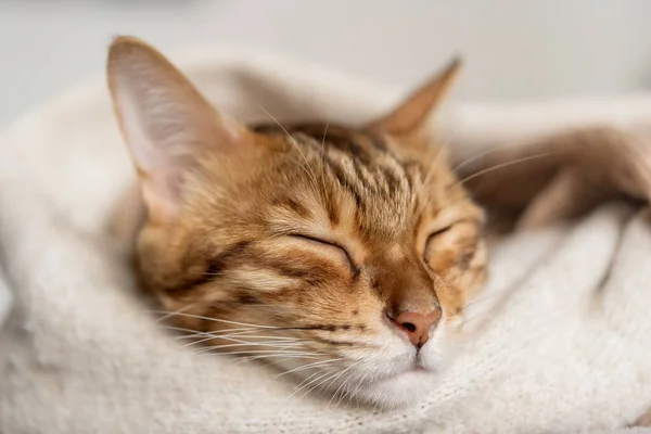 Draguta Pisica Bengaleză Doarme Dulce Într Cameră Confortabilă — Fotografie, imagine de stoc