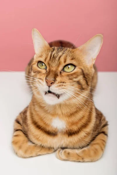 Retrato Gato Bengala Sobre Fundo Colorido Tiro Vertical — Fotografia de Stock