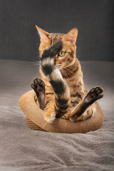 Lustige Bengalische Katze Sitzt Strohhut Porträt Einer Hauskatze — Stockfoto