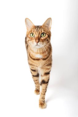 Beyaz arka planda yeşil gözlü bir Bengal kedisinin portresi. Kedi yemek veya evcil hayvan ürünleri reklamı için.