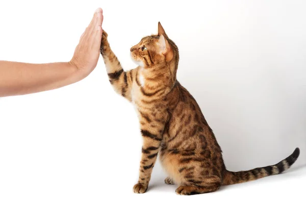 Bengal cat gives a paw to its owner. High five. Domestic cat on a white background.