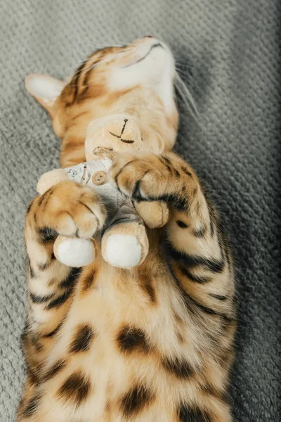 毛布の上に寝そべっている間 猫は柔らかいおもちゃを抱きかかえていた ベンガル猫とテディベア — ストック写真