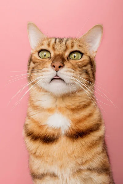 Lustige Bengalische Katze Auf Rosa Hintergrund Porträt Auf Einem Weitwinkelobjektiv — Stockfoto