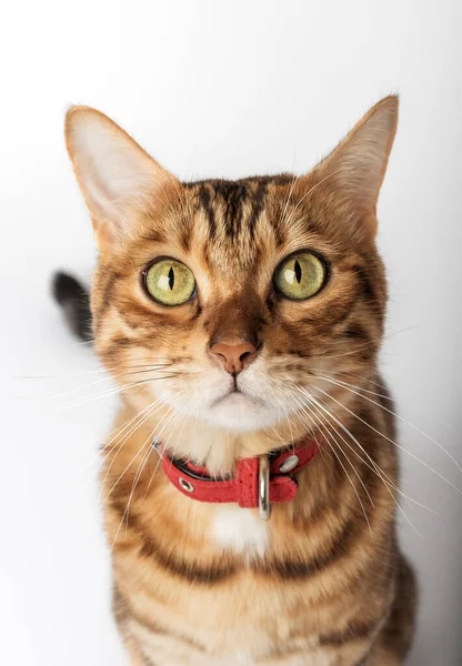 Πορτρέτο Μιας Γάτας Της Βεγγάλης Κόκκινο Κολάρο Κοντινό Πλάνο — Φωτογραφία Αρχείου