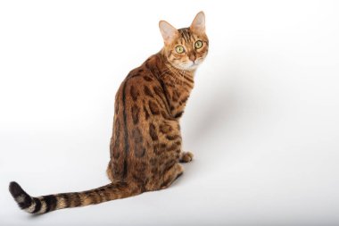 Bengal kedisi yakından bakıyor. Beyaz arka planda izole edilmiş evcil kedi. Arkadan bak..