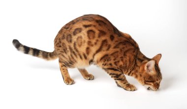 Bengal kedisi beyaz arka planda yer. Yemek yerken aç bir hayvan..