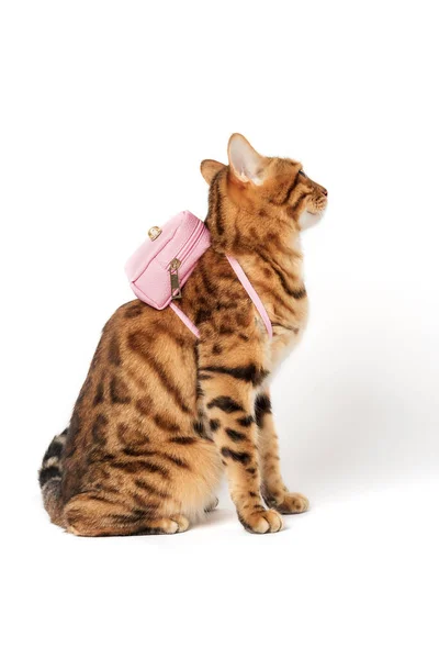 Bengaalse Kat Met Een Roze Rugzak Haar Rug Een Witte — Stockfoto