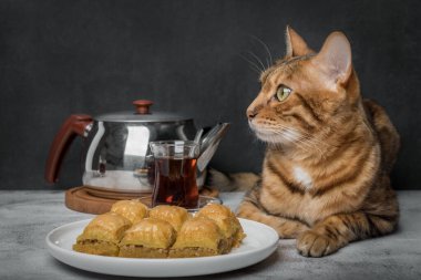 Türkiye gelenekleri - lezzetli baklava, Türk çayı ve kedi.