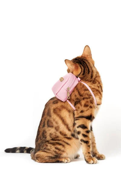 Gato Bengala Con Una Mochila Rosa Espalda Sobre Fondo Blanco — Foto de Stock
