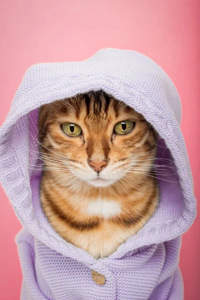 清凉的孟加拉猫 头戴蓝色针织帽衫 背景是粉色的 — 图库照片