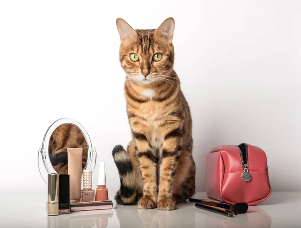 Adorable Gato Bengala Con Cosméticos Maquillaje Espejo Sobre Fondo Blanco — Foto de Stock