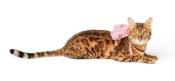Bengaalse Kat Met Een Roze Rugzak Haar Rug Een Witte — Stockfoto