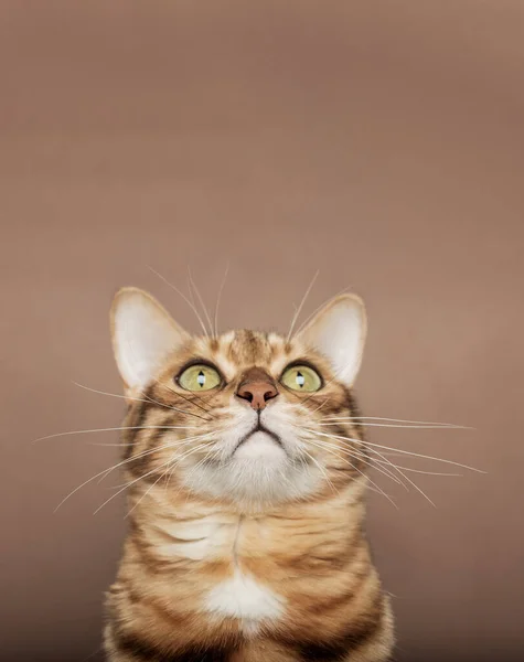 Divertido Hocico Gato Bengala Sobre Fondo Marrón Mascota Está Aislada — Foto de Stock