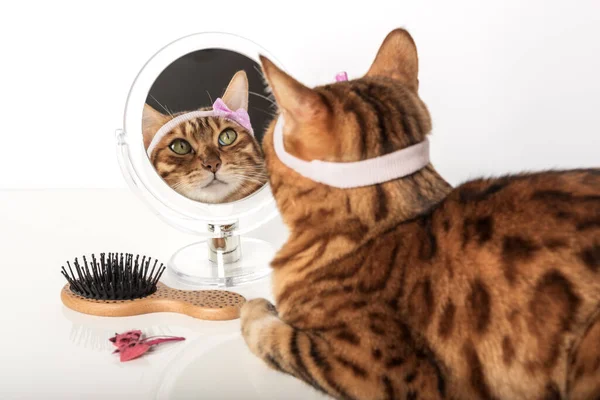 stock image Beautiful bengal cat with hair or fur care items isolated on white background.