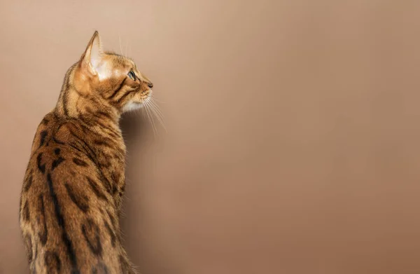 Gato Bengala Fundo Marrom Vista Pelas Traseiras Animal Estimação Isolado — Fotografia de Stock