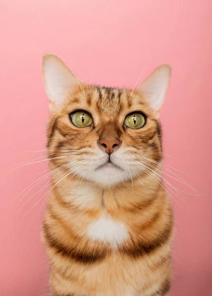 Gracioso Gato Bengala Sobre Fondo Rosa Retrato Una Lente Gran —  Fotos de Stock