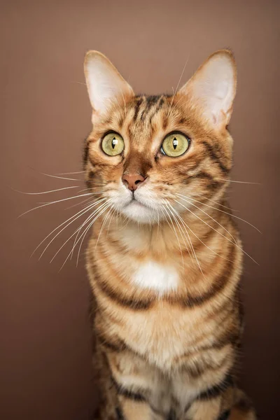Legrační Tlama Bengálské Kočky Hnědém Pozadí Domácí Mazlíček Izolován Pozadí — Stock fotografie