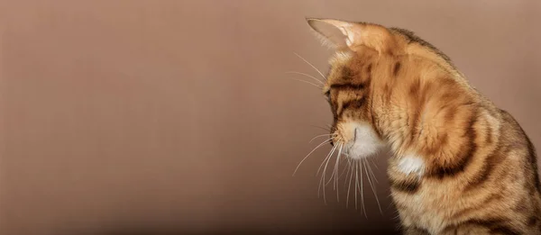 Bocal Engraçado Gato Bengala Fundo Marrom Animal Estimação Isolado Fundo — Fotografia de Stock
