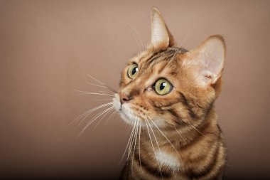 Kahverengi arka planda Bengal kedisinin komik ağızlığı. Evcil hayvan arka planda izole edilmiştir..