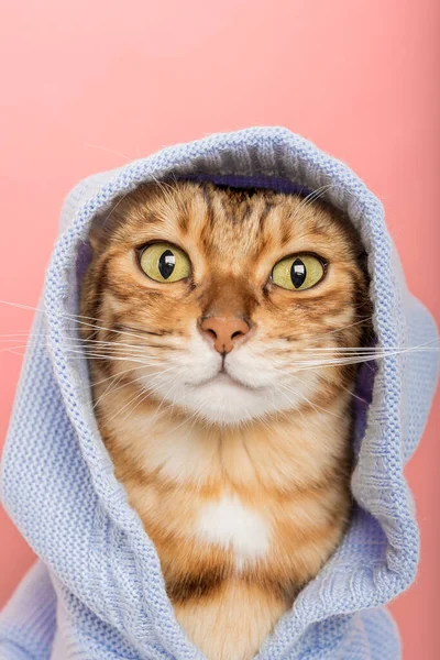 Cool Bengálská Kočka Pletené Modré Mikiny Růžovém Pozadí — Stock fotografie