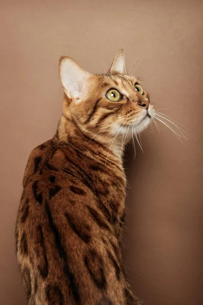 Bengalische Katze Auf Braunem Hintergrund Blick Von Hinten Das Haustier — Stockfoto