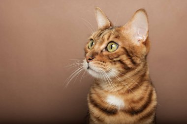 Kahverengi arka planda Bengal kedisinin komik ağızlığı. Evcil hayvan arka planda izole edilmiş. Boşluğu kopyala.