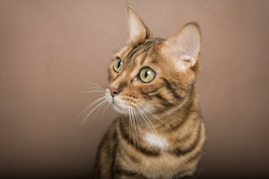 Kahverengi arka planda Bengal kedisinin komik ağızlığı. Evcil hayvan arka planda izole edilmiştir..