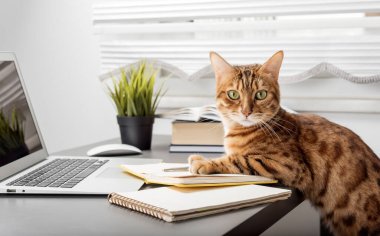 Kızıl kedi evden bir bilgisayarda çalışıyor. İzolasyon ve karantina süresince merkez ofis. Serbest İşyeri.