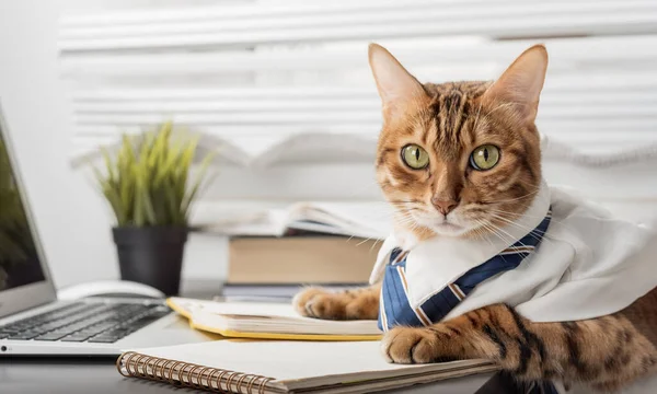 Serious bengal cat is the boss in a tie and shirt in the office. Cat office clerk or manager.