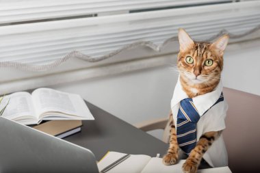 Ciddi Bengal kedisi ofiste kravat ve gömlek takan patrondur. Kedi ofisi kâtibi ya da müdürü..