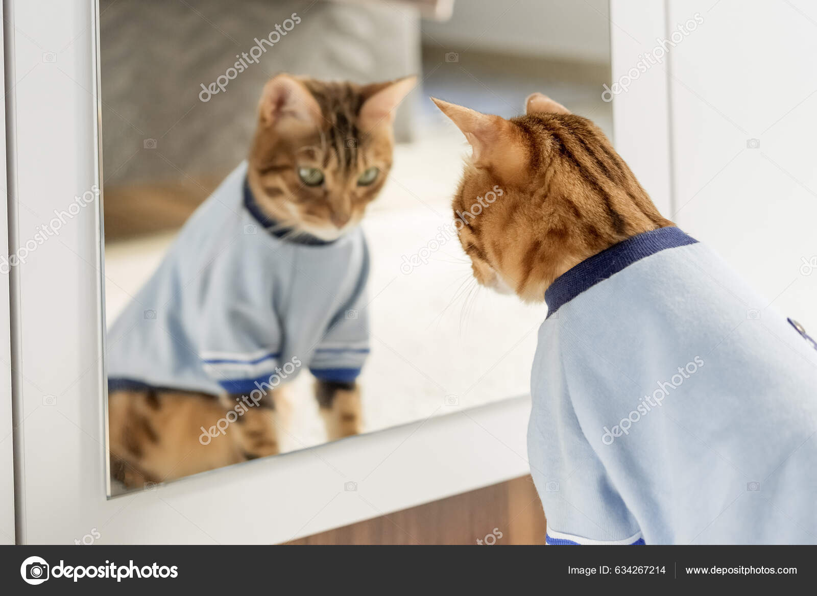Bengal cat clothes top