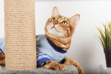 An adult Bengal cat in clothes lies on a scratching post.