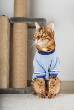 Charming red cat in a jacket on the floor in the room.